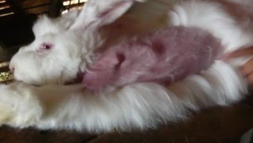 兔子被“活体拔毛”，每隔几个月就要拔一次，至死才方休！