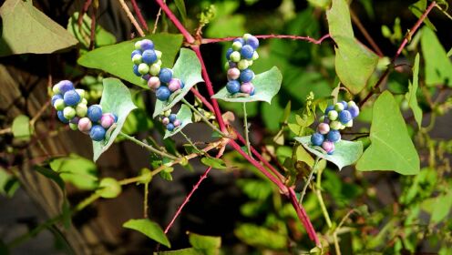 蛇药"杠板归"你认识吗?人称蛇退草,看看到底有啥用途