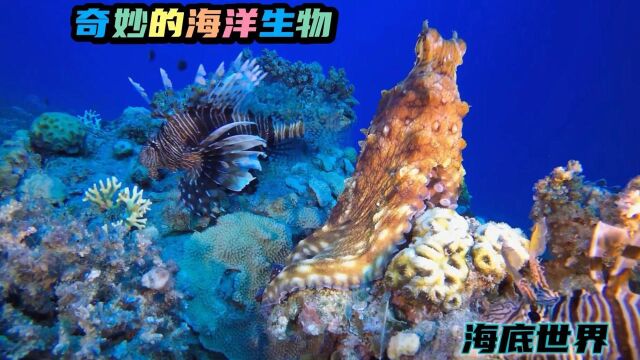 奇妙的海洋生物…