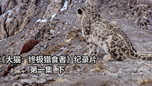 《大猫：终极猎食者》2.在世界最高山脉，孤独者最担心的不是猎食，而是求得一人心.纪录片