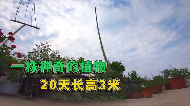 疯狂生长的植物,20天长高3米!现实版的“拔苗助长”?