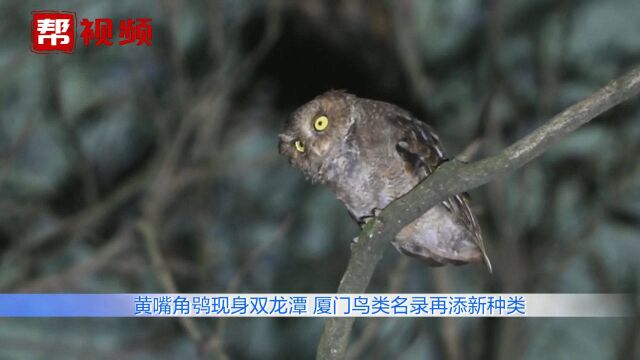 首次在厦门被记录!国家二级保护动物黄嘴角鸮现身厦门双龙潭