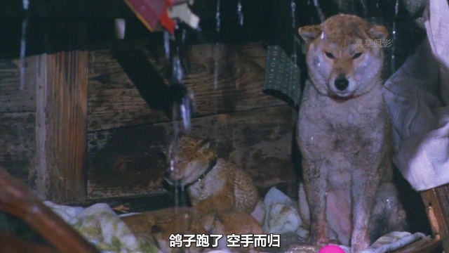 《爱犬的奇迹》真狗真事改编,狗子救出地震中的主人,却没人能救它,希望每个狗子,都可以被善待.