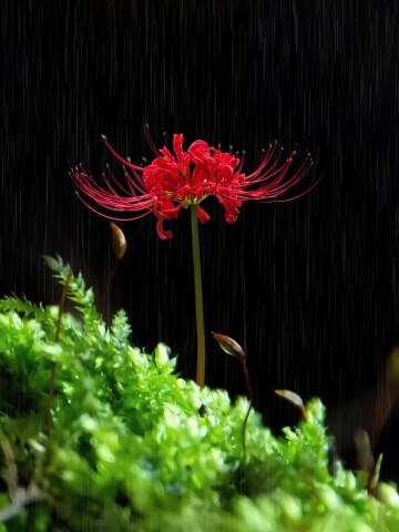 彼岸花开开彼岸,忘川河畔亦忘川.