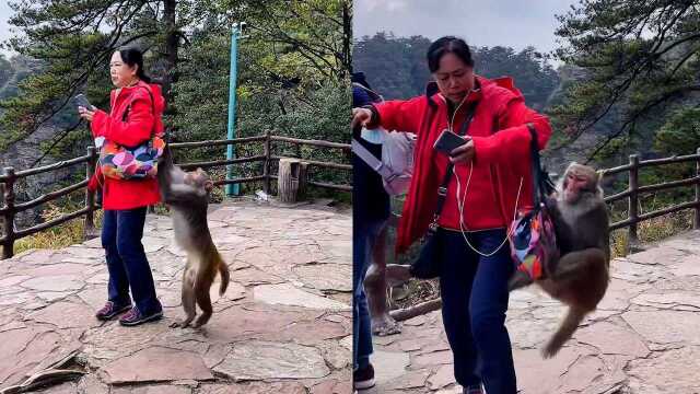 这猴子是真“泼猴”!张家界一猴子执着抢包,游客怎么甩都甩不掉