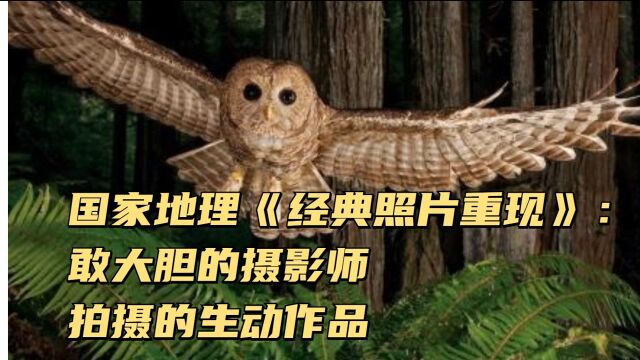 纪录片《经典照片重现》:勇敢大胆的摄影师拍摄的生动作品,光看照片就明白其中的惊险