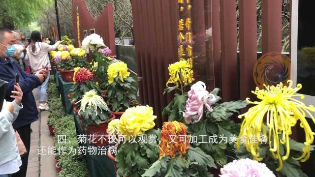 去成都人民公园看菊花展,你需要了解的六点知识