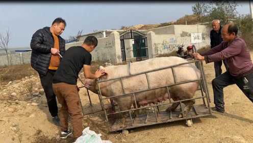 猪价持续上涨，三头500多斤大猪能卖多少钱，这次常输又能当家了