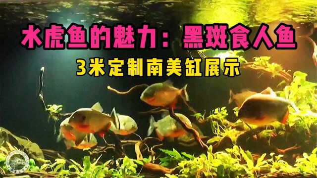 3米南美缸展示:水虎鱼的魅力,黑斑食人鱼