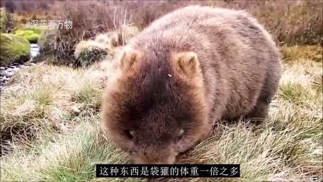 地震对地球很重要?地震动物与人类文明!