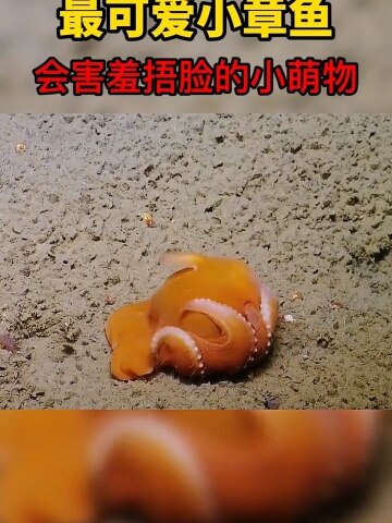 可爱的小飞象章鱼,遇到危险捂脸卖萌!#动物世界