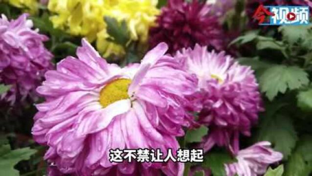 “菊韵兰馨竞芳菲”主题花展在柳候公园举行