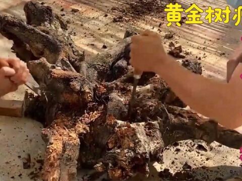 老头挖回的黄金树瘤丢院子里当柴烧,却被儿子当成了宝,价值连城