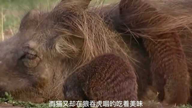 犹猪被几十只猫鼬围攻,非但没有反抗,反而任由猫鼬作践