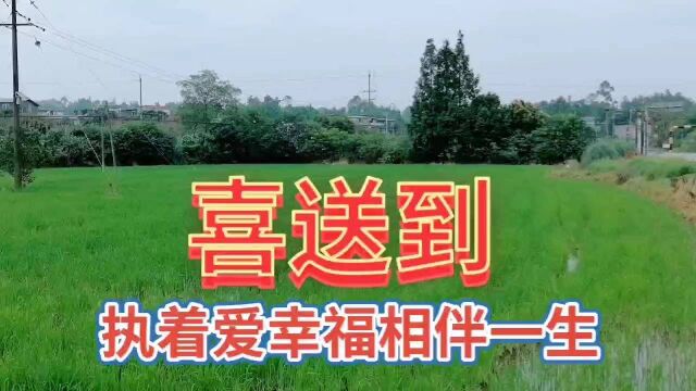 乡村绿色自然风光,看美丽的田园风景,乡村村庄自然面貌,心情美