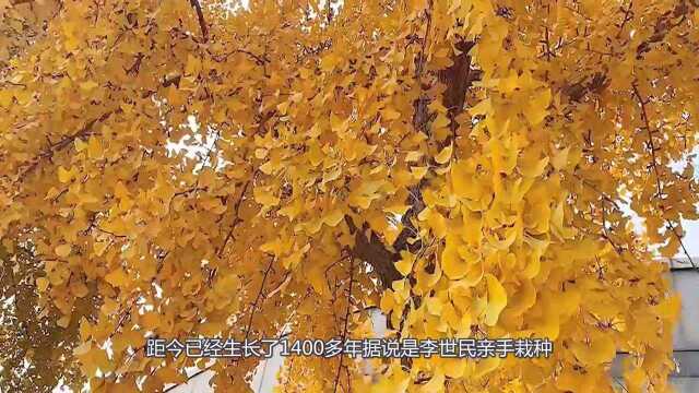 3种“吉祥树”,有地方建议种一棵,能吃能观赏,旺财镇宅样样行