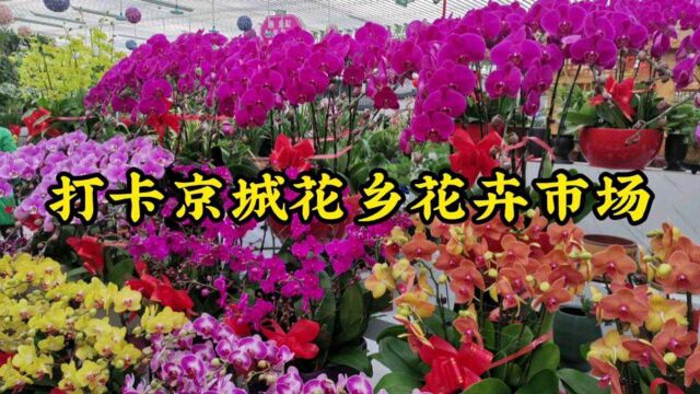 不知不觉一年又过去了,今带您打卡京城花乡花卉市场,冬日好去处!