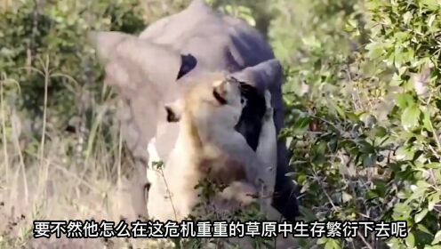 动物世界：大象在丛林深处独战猛狮，最终甩掉狮子获新生 纪录片