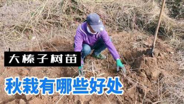 移栽大榛子树苗,分享那些地方适合秋栽,秋栽比春栽有哪些好处