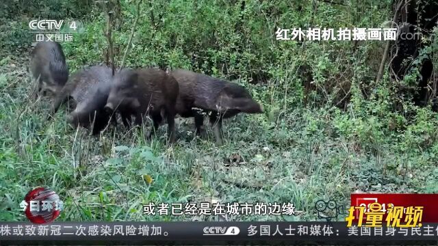 江苏南京:野猪成交通肇事“惯犯”,警方发布安全提醒