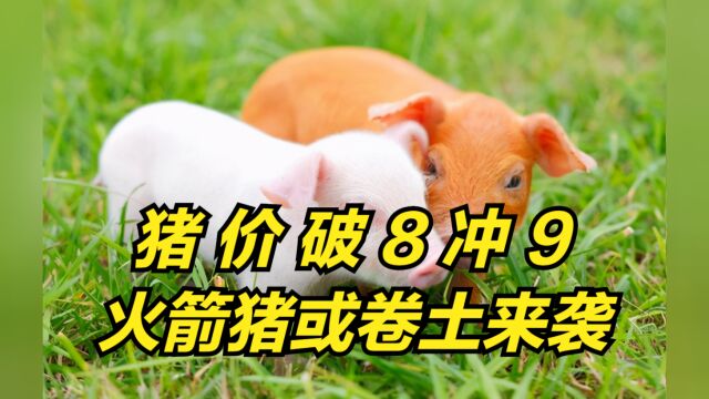 今日猪市最新行情:猪价“破8冲9”!“火箭猪”要卷土来袭?