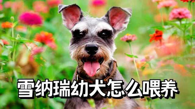 雪纳瑞幼犬怎么喂养?这4件事,主人一定要注意