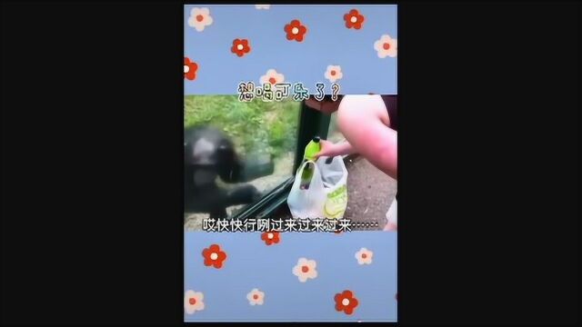 搞笑太原话配音狗子:一对一还行,你们这N对一就不地道了哈~