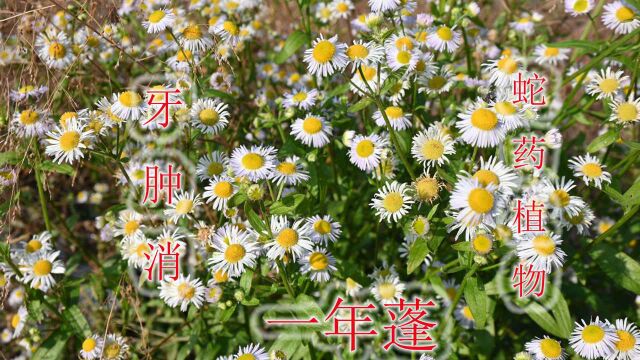 蛇药植物“一年蓬”,又名“牙肿消”,煮水的用途了解吗?