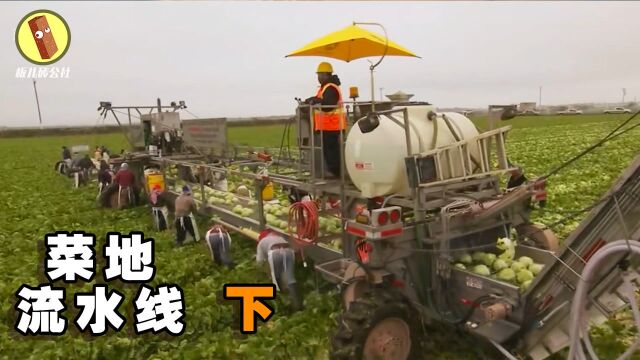 探访汉堡原材料工厂,收割地里的菜,也能流水线加工