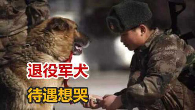 军犬退役怎么处理?英国安乐死,俄罗斯发工资,中国军犬待遇想哭