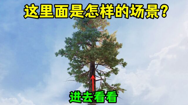 山谷最高的大树内部,是怎样的场景?里面原来是这样的