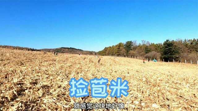 吉林延边,实拍农村大型捡苞米现场,10个人捡一块地,做地不容易