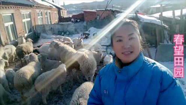 东北冰天雪地,养羊户只卖公羊不卖母羊,山羊和小尾寒羊价不一样