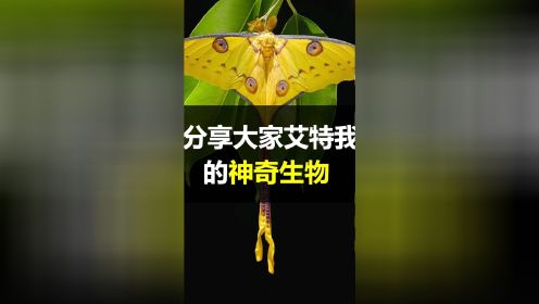 你见过颜值这么高的飞蛾吗？分享几个大家艾特我的神奇生物#科普 #动物 #昆虫