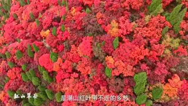 你想知道的章丘,都藏在这些细节里了……