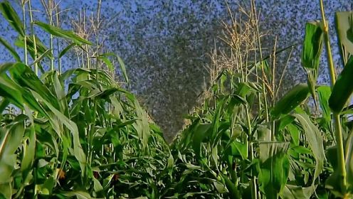 蝗虫乌云突袭美国农场，瞬间啃食精光，5年前灾难片预示如今蝗灾