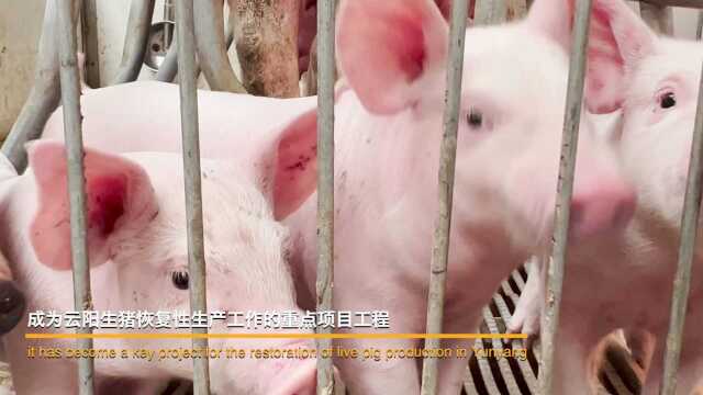 重庆云阳生猪养殖场再创新高!生猪年出栏量高达15000头