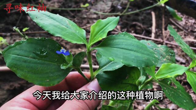 植物鸭跖草又叫“竹叶菜”,懂的人把它当宝,快来认识吧