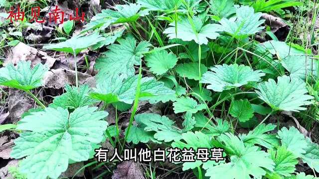 冬天的夏至草是个“宝”,男女朋友用的到?遇见记得挖回家