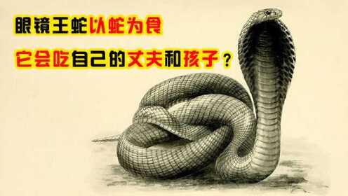 眼镜王蛇以蛇为食，它会吃掉亲人吗？列如“丈夫”和“孩子”