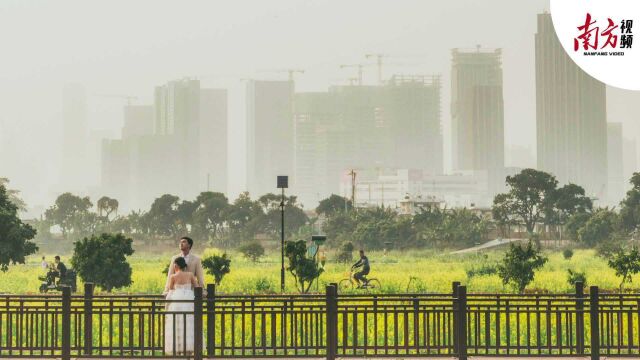 广州市区里藏着一片金黄色的春天