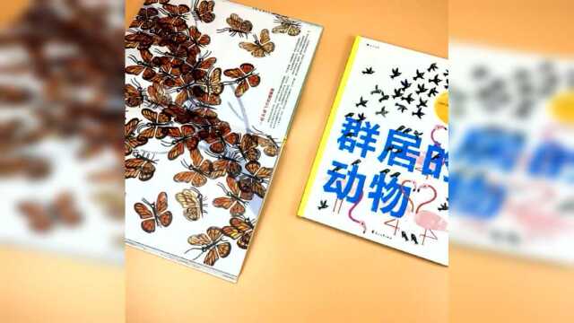 《群居的动物》向动物学习集体智慧