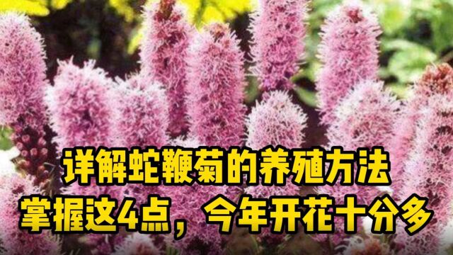 详解蛇鞭菊的养殖方法,掌握这4点,今年开花十分多