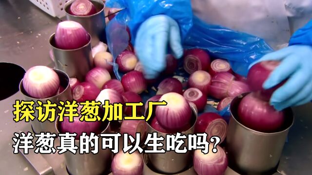 探访洋葱加工厂:超市里的洋葱可以生吃吗?它是如何制作的?