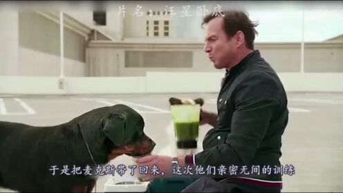 喜剧电影《汪星卧底》警犬为了救中国国宝，一会开汽车，一会开飞机，关键时刻还能装傻
