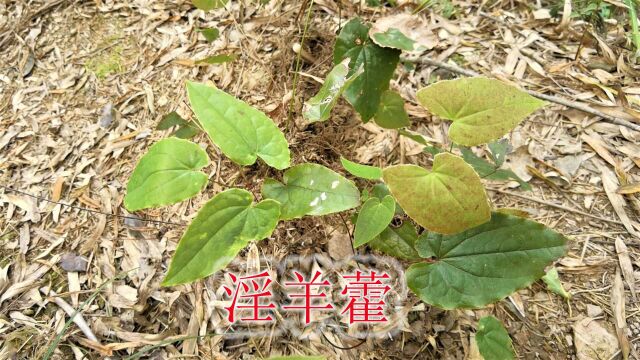 野生药材植物“淫羊藿”,寻找几棵盆栽,男性朋友认识与了解下