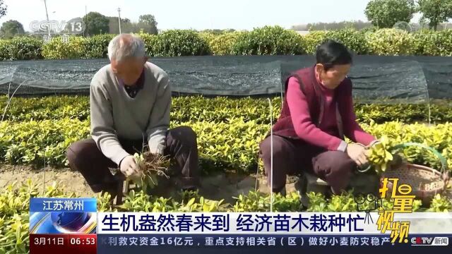 春回大地!江苏常州:生机盎然春来到,经济苗木栽种忙