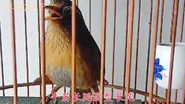 极品鸟雀托笼大唱,学鸡鸣仿狗吠,花口连连婉转流畅