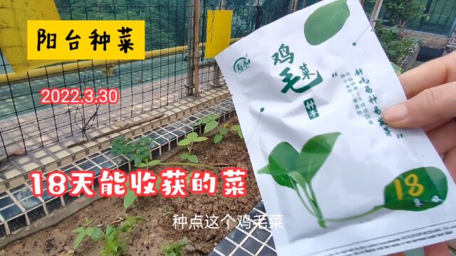 阳台青黄不接时种些快菜,这种小青菜种植简单,18天就能采收