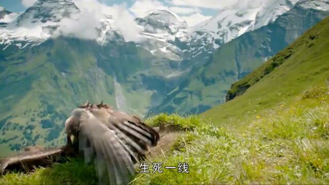 土拨鼠深藏不漏的尖叫!天空霸主都吃了闭门羹,遇到它装死都不行